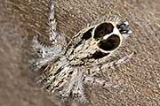 Jumping Spider (Abracadabrella elegans) (Abracadabrella elegans)